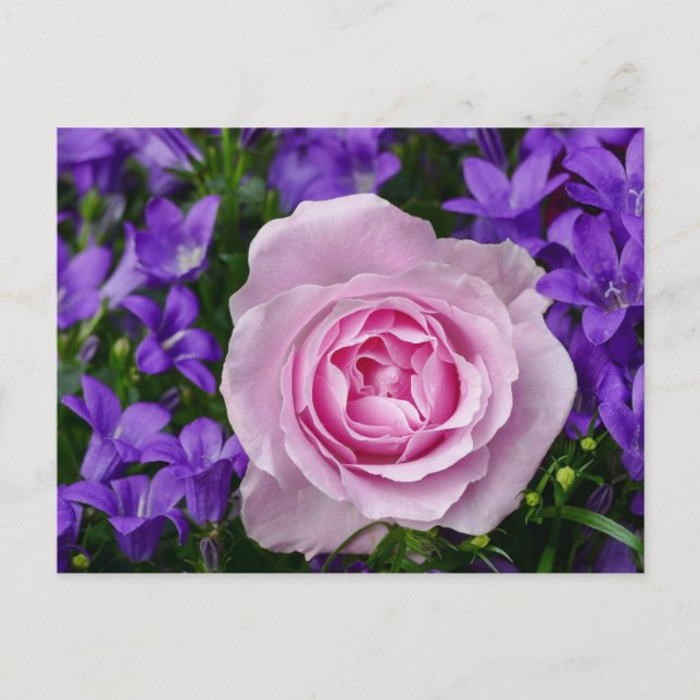 Elegant Tulip and Rose Floral Flowers Photography Postcard (Front)