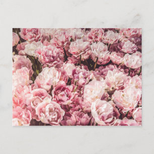 Elegant Valentine's Day Roses Holiday Postcard