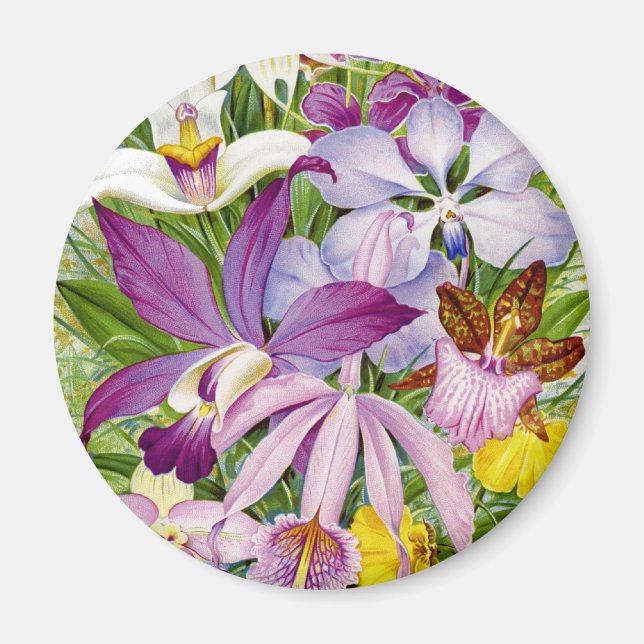 Elegant Vintage/Antique Orchids Magnet (Front)