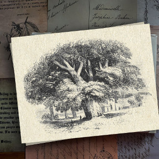 Elegant Vintage Black White Big Sycamore Tree Postcard