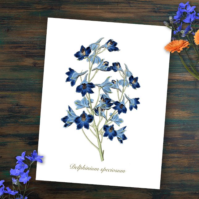 Elegant Vintage Botanical Blue Flowers Delphinium Postcard (Creator Uploaded)