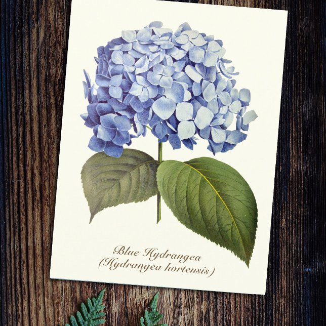 Elegant Vintage Botanical Blue Hydrangea Flower Postcard (Creator Uploaded)