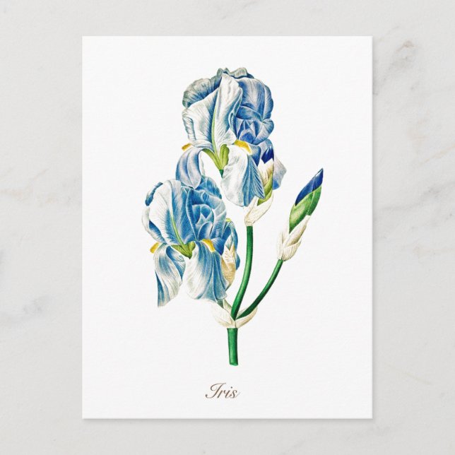 Elegant Vintage Botanical Blue Iris Flower Postcard (Front)