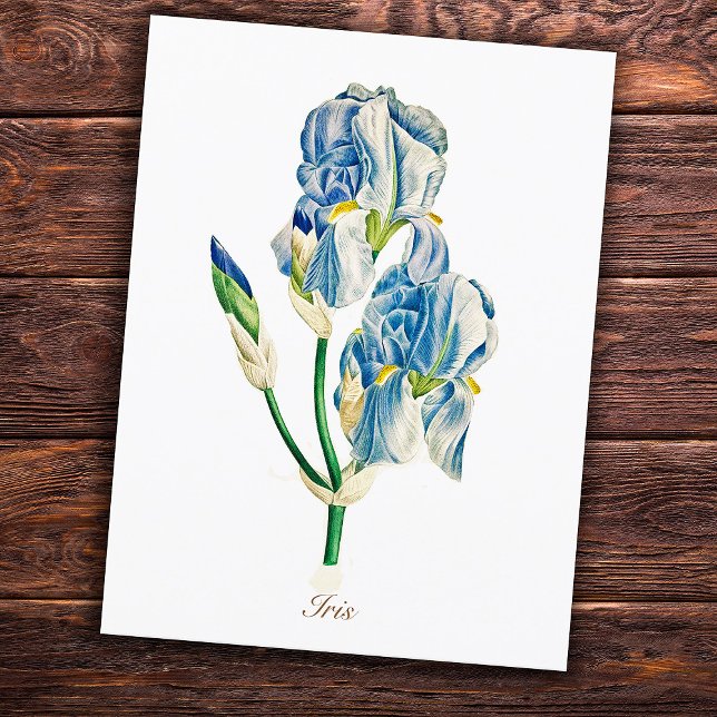 Elegant Vintage Botanical Blue Iris Flower Postcard (Creator Uploaded)