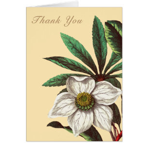 Elegant Vintage Botanical Christmas Rose Flower