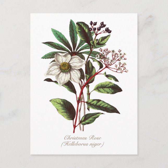 Elegant Vintage Botanical Christmas Rose Flower  Postcard (Front)