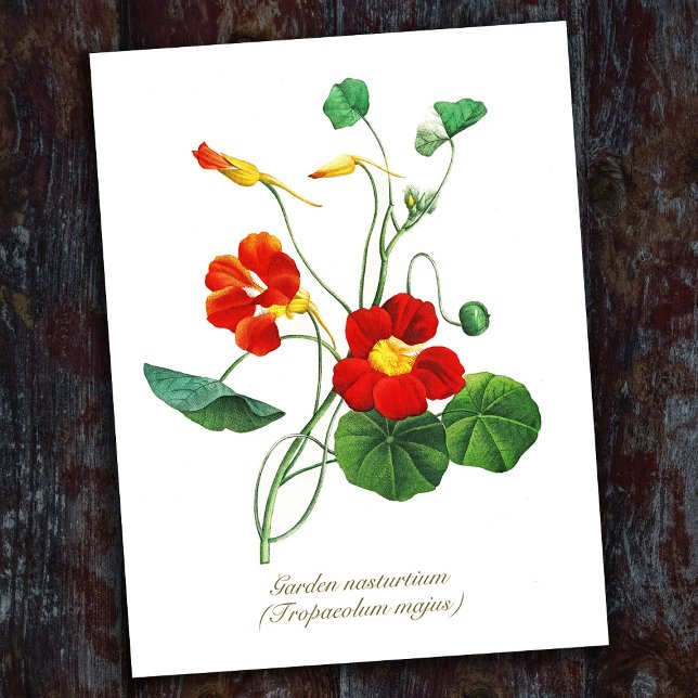 Elegant Vintage Botanical Flowers Nasturtium Postcard (Creator Uploaded)