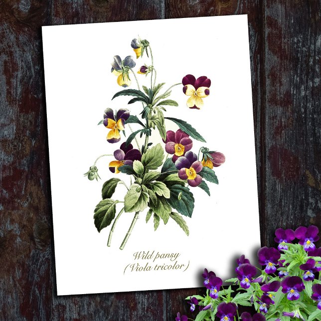 Elegant Vintage Botanical Flowers Pansy Postcard (Creator Uploaded)