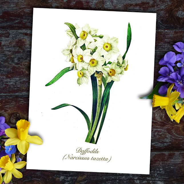 Elegant Vintage Botanical Flowers White Daffodils Postcard (Creator Uploaded)