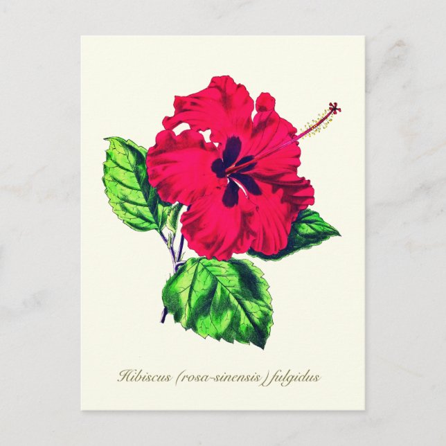 Elegant Vintage Botanical Hibiscus Flower Postcard (Front)
