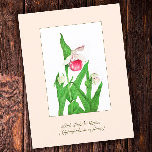 Elegant Vintage Botanical Lady's Slipper Flower Postcard