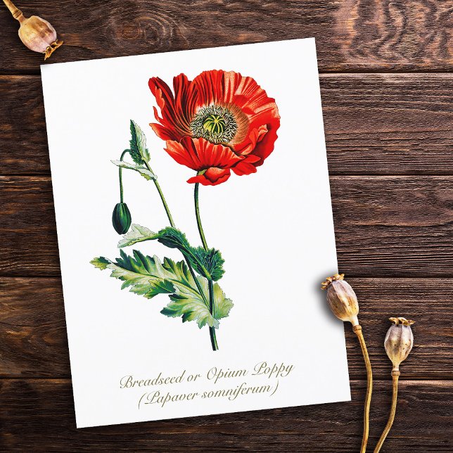 Elegant Vintage Botanical Opium Poppy Flower Postcard (Creator Uploaded)