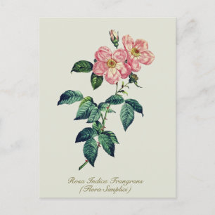 Elegant Vintage Botanical Pink White Rose Holiday Postcard