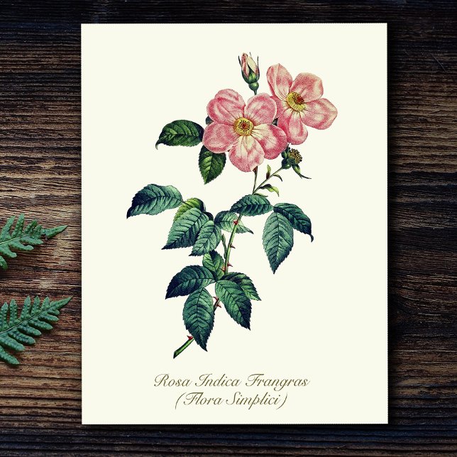 Elegant Vintage Botanical Pink White Simple Rose Postcard (Creator Uploaded)