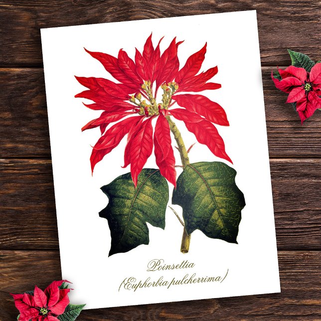 Elegant Vintage Botanical Poinsettia Flower Postcard (Creator Uploaded)