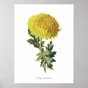 Elegant Vintage Botanical Print Chrysanthemum