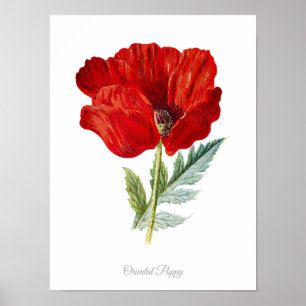 Elegant Vintage Botanical Print Oriental Poppy