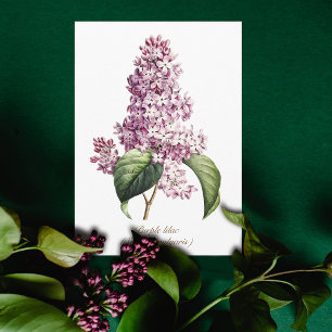 Elegant Vintage Botanical Purple Lilac Blossom Card