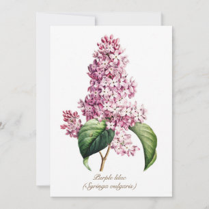 Elegant Vintage Botanical Purple Lilac Blossom Holiday Card
