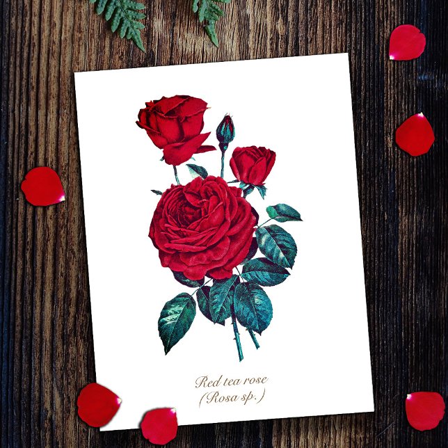 Elegant Vintage Botanical Red Rose Floral Postcard (Creator Uploaded)