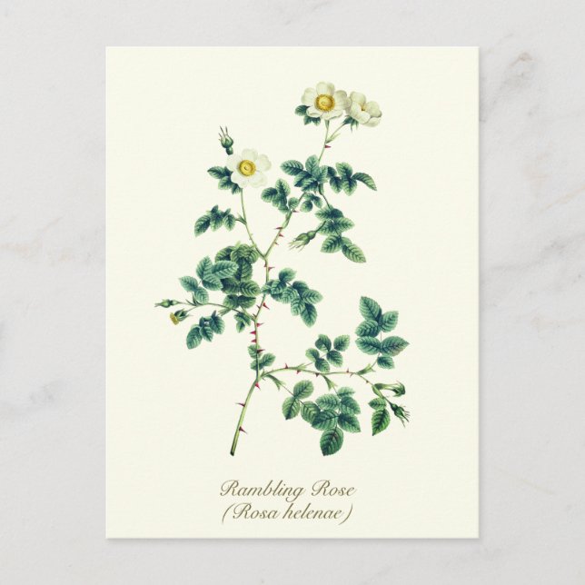 Elegant Vintage Botanical White Wild Rose Postcard (Front)