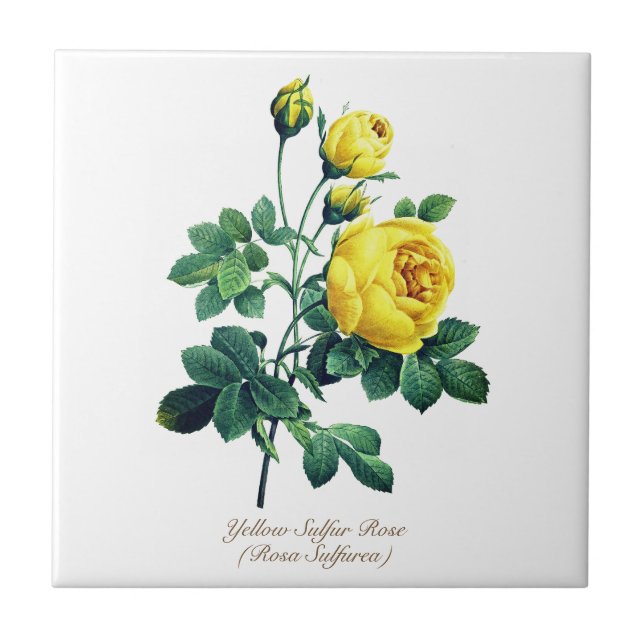 Elegant Vintage Botanical Yellow Rose Ceramic Tile (Front)