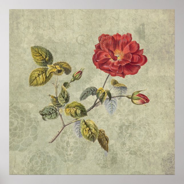 Elegant Vintage French Rose Poster (Front)