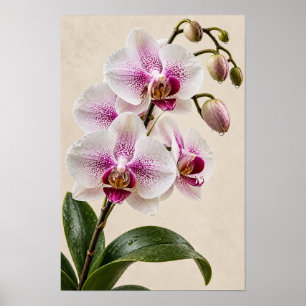 Elegant Vintage Pink Orchid Floral Wall Art – Bota