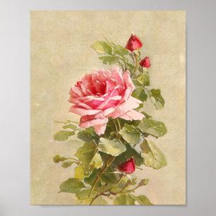 Elegant Vintage Pink Roses Poster