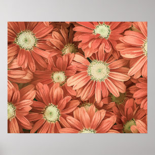 Elegant Vintage Pink Sunflowers Acrylic Artwork   Poster