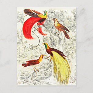 Elegant Vintage Tropical Birds Of Paradise Postcard