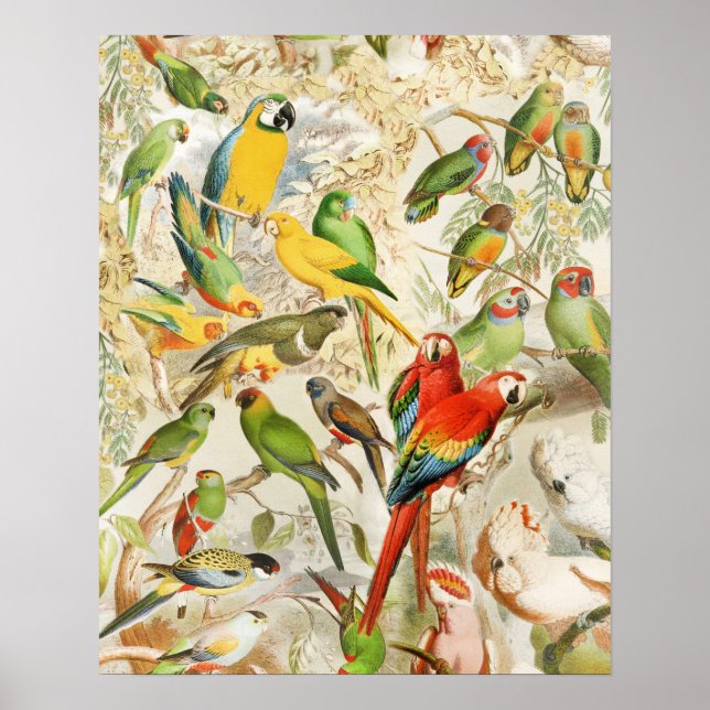 Elegant Vintage Tropical Birds Parrots Poster (Front)