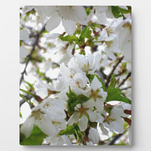 Elegant white blossoms white florals white flowers plaque (Front)
