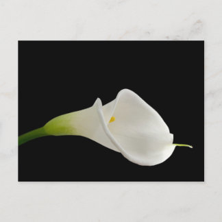 Elegant white calla lily postcard
