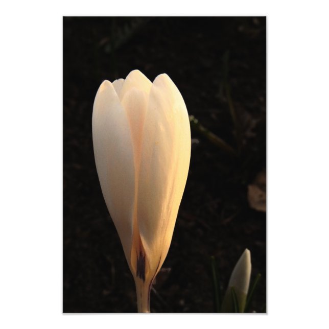 Elegant White Crocus Floral Photo Print (Front)
