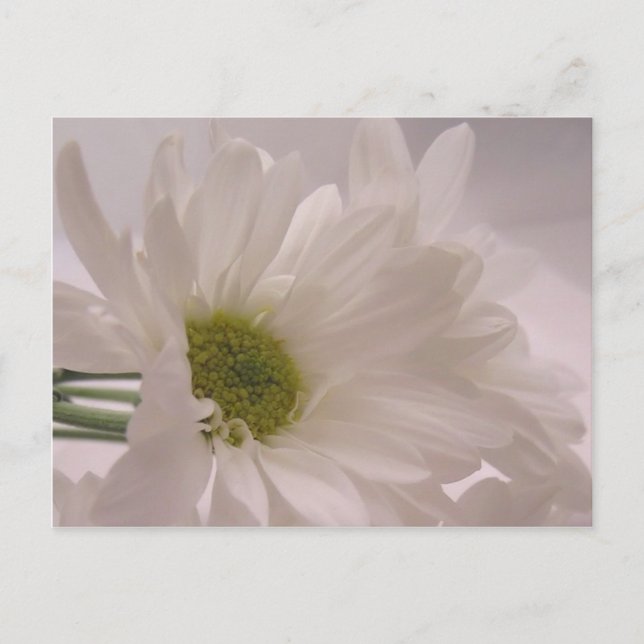 Elegant White Daisies Postcard (Front)