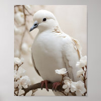 Elegant White Dove