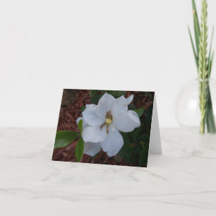 Elegant white gardenia blossom on a card