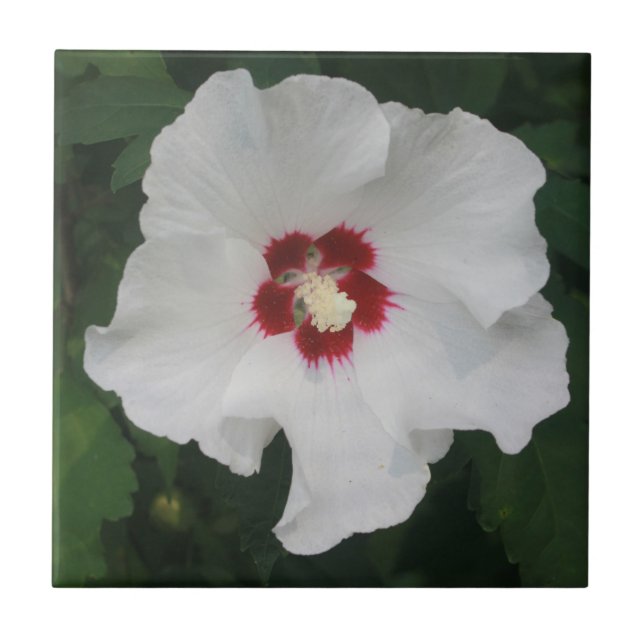 Elegant White Hibiscus Flower Photo Ceramic Tile (Front)