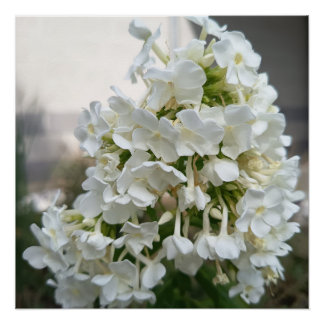 Elegant White Hydrangea Floral Poster Print | Bota