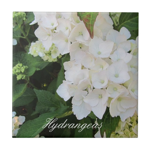 Elegant White Hydrangeas Ceramic Tile (Front)
