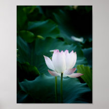 Elegant white Lotus Flower