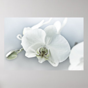 Elegant White Orchid Botanical Art Poster