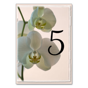Elegant White Orchids Table Numbers