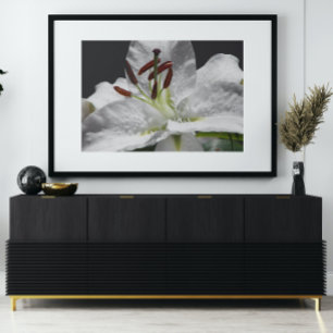 Elegant White Oriental Lily Floral Poster