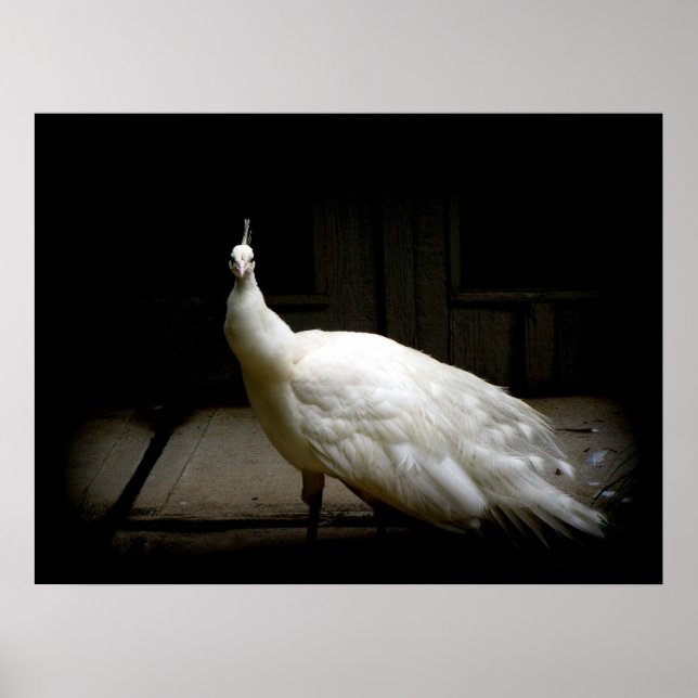 Elegant white peacock vintage nature bird photo poster (Front)