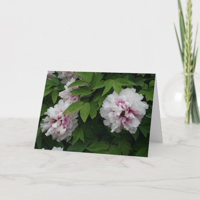 Elegant White Peonies Flowers Photo Sympathy Card (Front)
