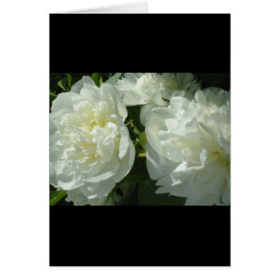 Elegant white peony floral white flower photo