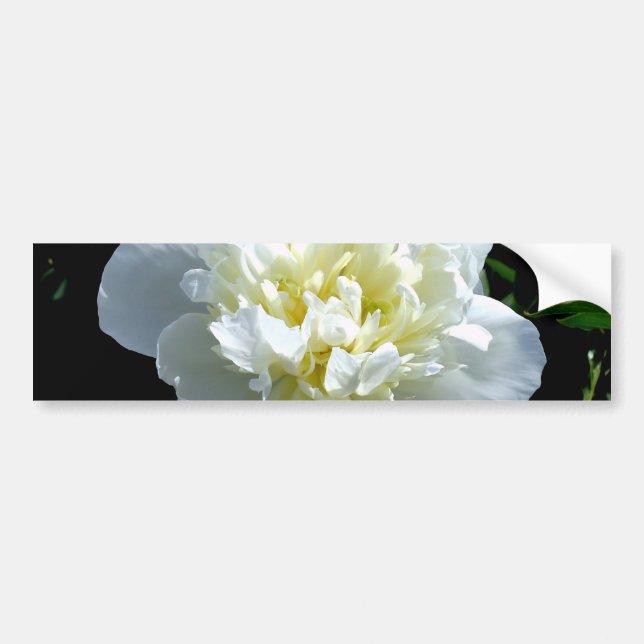 Elegant white peony floral white flower photo bumper sticker (Front)