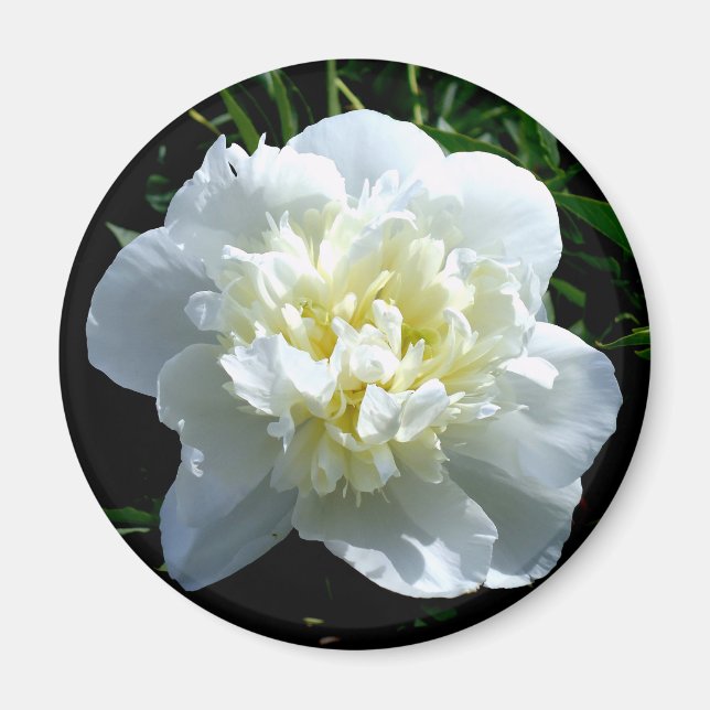 Elegant white peony floral white flower photo magnet (Front)